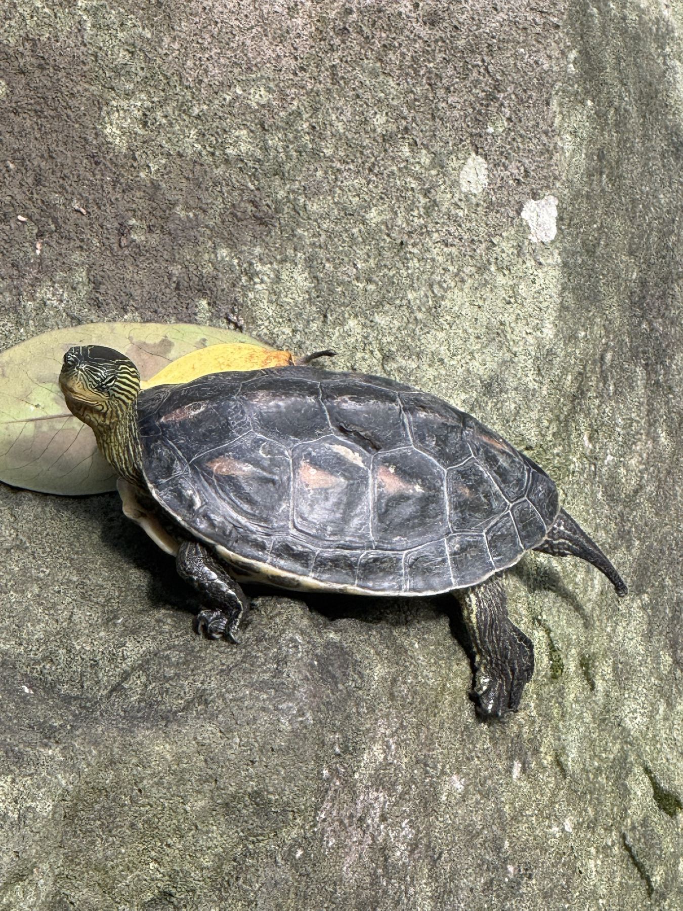 A turtle basking on a mossy rock